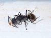 Polyrhachis dives